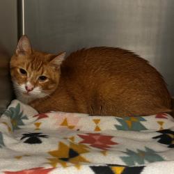 Shelter Stray Male Cat last seen , 2451 N Expressway 281, Edinburg, TX 78541, USA