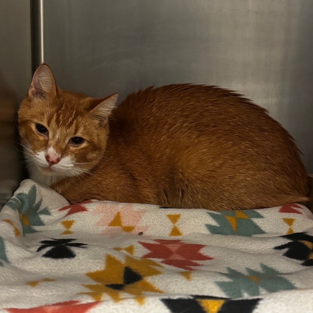 Shelter Stray Male Cat last seen , 2451 N Expressway 281, Edinburg, TX 78541, USA