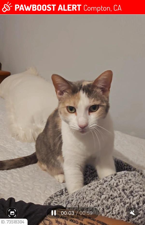 Lost Female Cat last seen arbutus compton, Compton, CA 90221