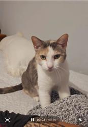 Lost Female Cat last seen arbutus compton, Compton, CA 90221