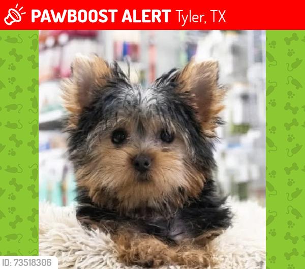 Lost Male Dog last seen Near Cardwell Ln, Tyler, TX 75701