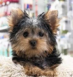 Lost Male Dog last seen Near Cardwell Ln, Tyler, TX 75701