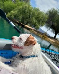 Lost Male Dog last seen Pima & Craycroft, Tucson, AZ 85712