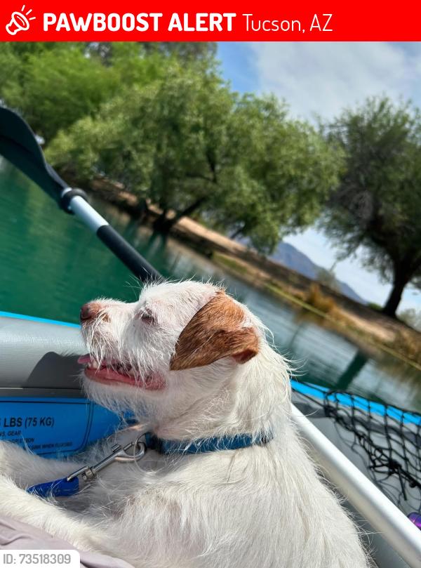 Lost Male Dog last seen Pima & Craycroft, Tucson, AZ 85712
