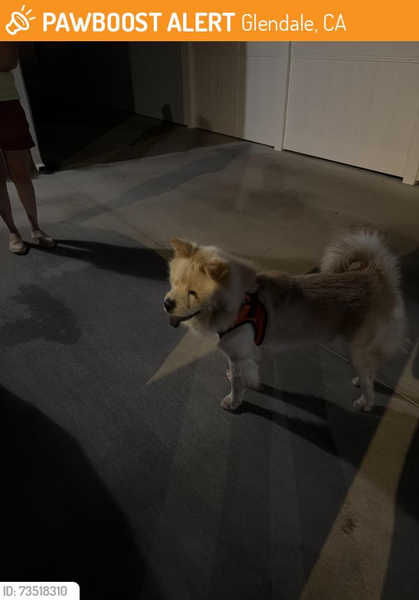 Found/Stray Male Other last seen Verdugo/plumas, Glendale, CA 91208