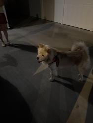 Found/Stray Male Other last seen Verdugo/plumas, Glendale, CA 91208