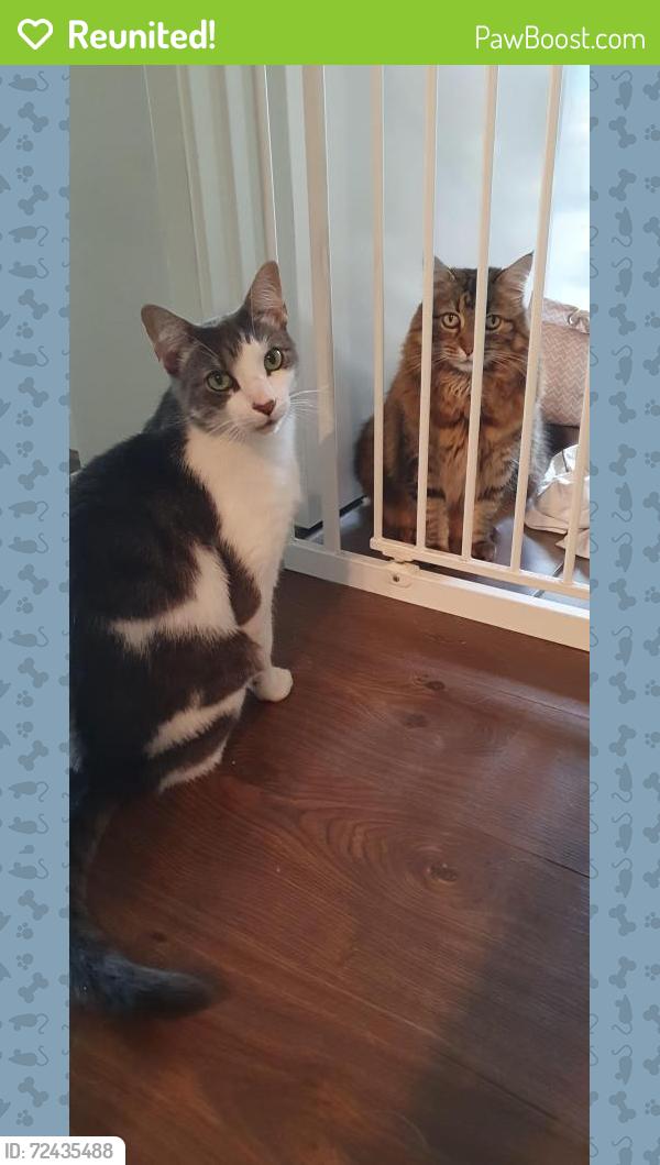 Reunited Male Cat last seen Fremont St and Bedford Rd area, Heathmont, VIC 3135