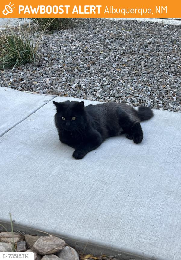 Found/Stray Male Cat last seen Northeastern and Moon, Albuquerque, NM 87112