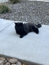 Found/Stray Male Cat last seen Northeastern and Moon, Albuquerque, NM 87112