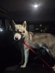 Found/Stray Unknown Dog last seen Manchester/Prairie, Inglewood, CA 90301
