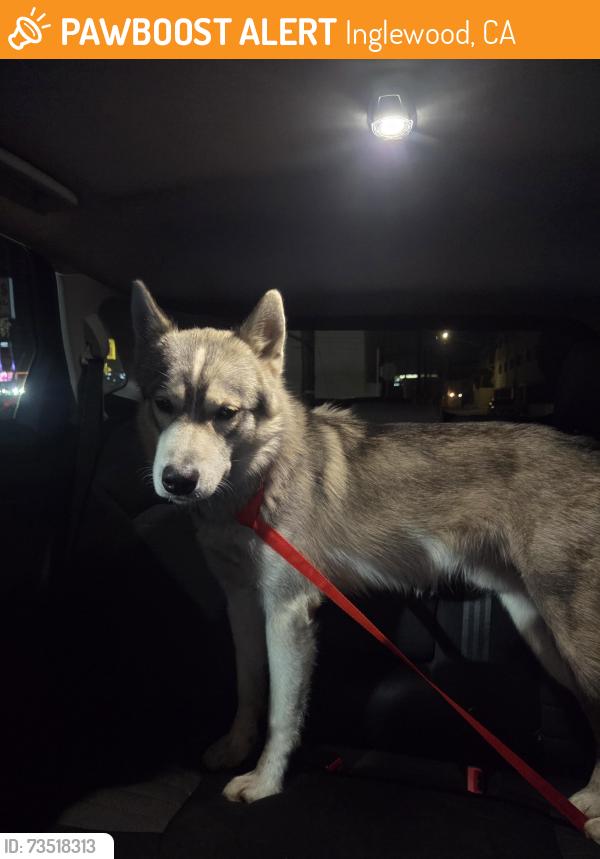 Found/Stray Unknown Dog last seen Manchester/Prairie, Inglewood, CA 90301