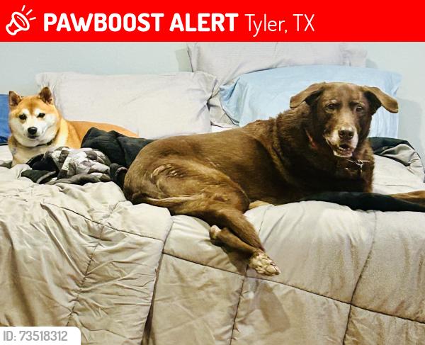Lost Female Dog last seen Rollingwood dr Tyler tx 75701, Tyler, TX 75701