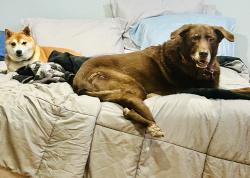 Lost Female Dog last seen Rollingwood dr Tyler tx 75701, Tyler, TX 75701