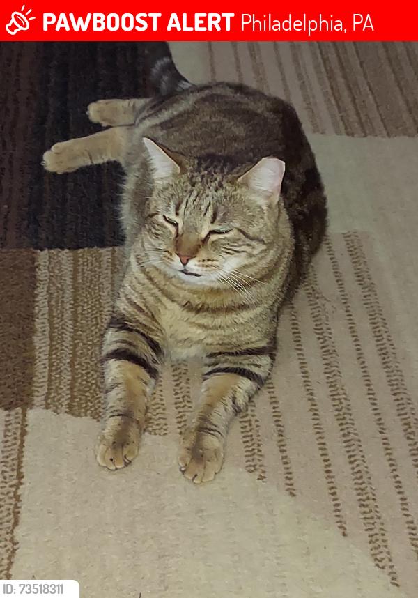 Lost Male Cat last seen Algon ave and Solly ave, Philadelphia, PA 19152