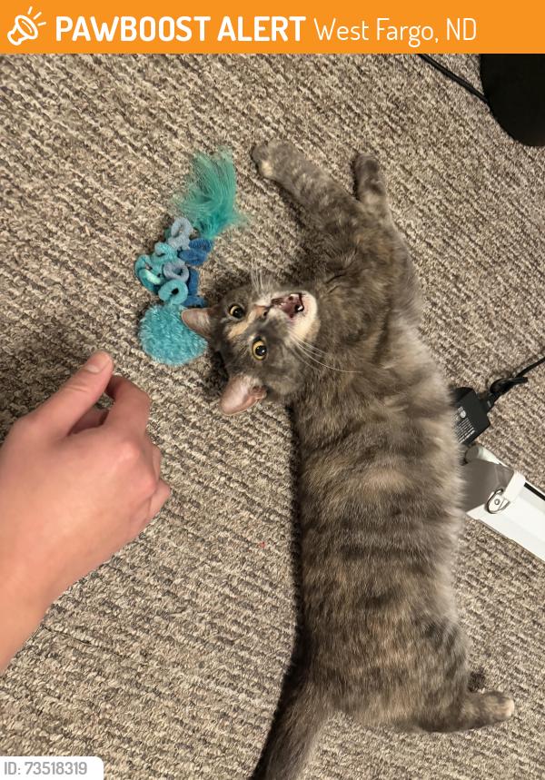 Found/Stray Female Cat last seen Suntree Dr & 4th Ave E, West Fargo, ND 58078