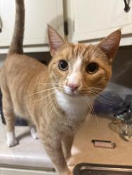 Reunited Male Cat last seen Not sure, Cranberry Township, PA 16066