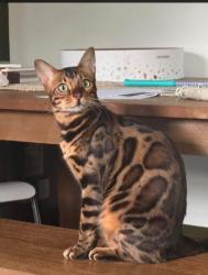 Reunited Male Cat last seen Brandeth, Ossining, NY 10562