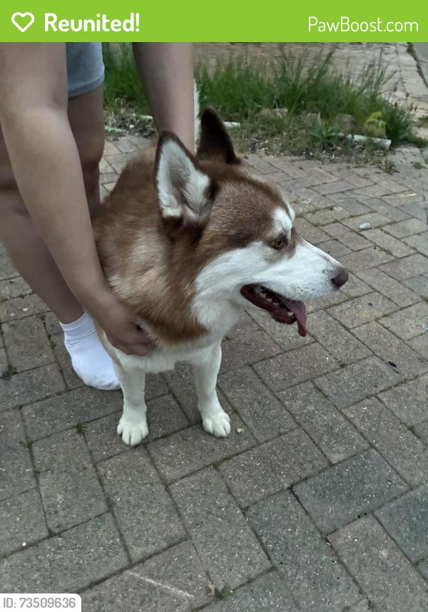 Reunited Male Dog last seen Boddington, Kambah, ACT 2902