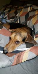 Reunited Female Dog last seen Goodwill, Charleston, WV 25302