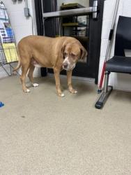 Shelter Stray Male Dog last seen Near JAMES AVE, South District, TX, 355 Hillshire Dr, Haslet, TX 76052, USA