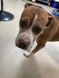 Shelter Stray Male Dog last seen Near JAMES AVE, South District, TX, 355 Hillshire Dr, Haslet, TX 76052, USA