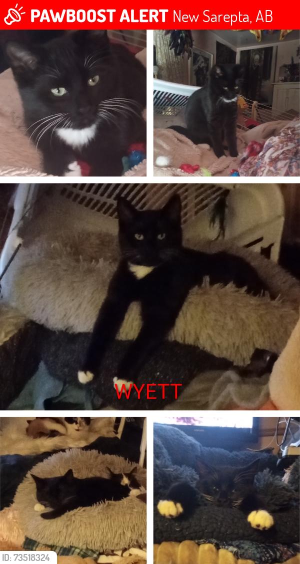 Lost Male Cat last seen Near twp Rd 500, New Sarepta, Alberta, New Sarepta, AB 