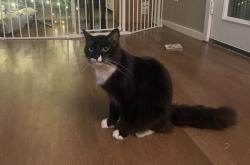 Lost Male Cat last seen Near summitview ave, Yakima, WA 98908