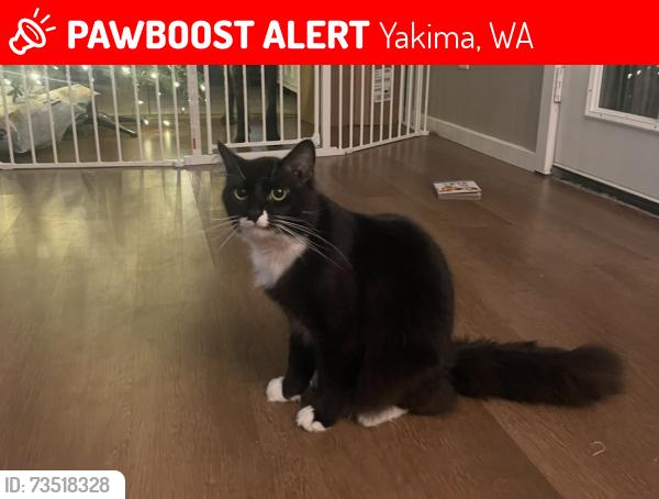 Lost Male Cat last seen Near summitview ave, Yakima, WA 98908