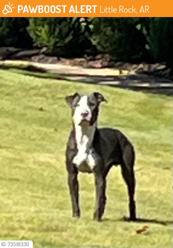 Found/Stray Unknown Dog last seen The Ranch off Cantrell. Top of Ranch Ridge Rd, Little Rock, AR 72223