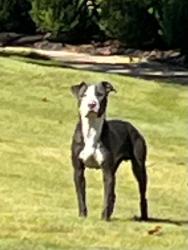 Found/Stray Unknown Dog last seen The Ranch off Cantrell. Top of Ranch Ridge Rd, Little Rock, AR 72223