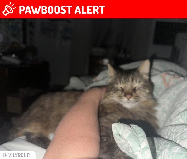 Lost Male Cat last seen Lullwater water near 98, Panama City Beach, FL 32413