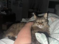Lost Male Cat last seen Lullwater water near 98, Panama City Beach, FL 32413