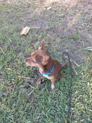 Reunited Male Dog last seen 5th South, Jacksonville Beach, FL 32250