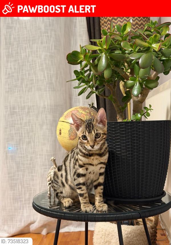 Lost Male Cat last seen Wythenshawe road, Dagenham, Greater London, England RM10 7PD