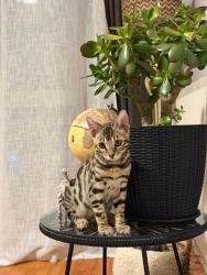 Lost Male Cat last seen Wythenshawe road, Dagenham, Greater London, England RM10 7PD