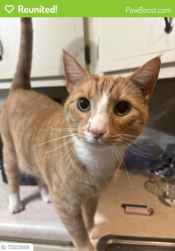 Reunited Male Cat last seen Not sure, Cranberry Township, PA 16066
