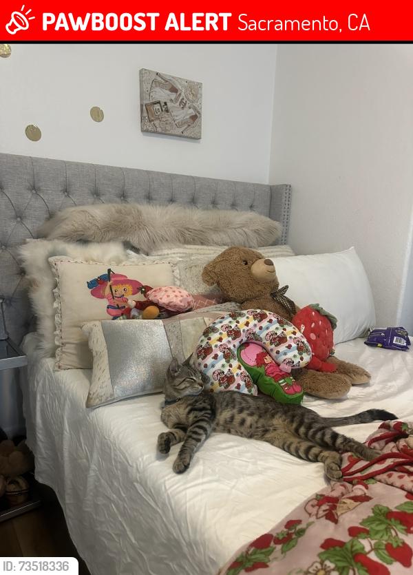 Lost Male Cat last seen Meadowview, Sacramento, CA 95822