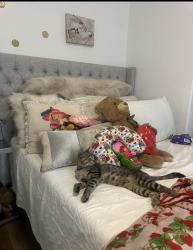Lost Male Cat last seen Meadowview, Sacramento, CA 95822