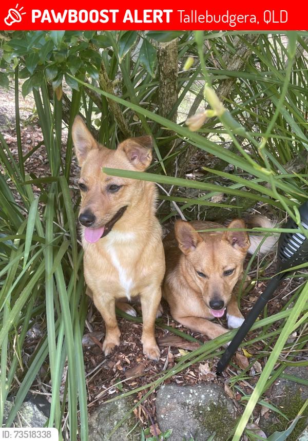 Found/Stray Female Dog last seen Jedda Street, Tallebudgera, QLD 4228