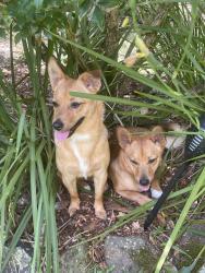 Found/Stray Female Dog last seen Jedda Street, Tallebudgera, QLD 4228