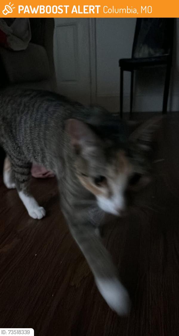 Found/Stray Male Cat last seen Quail, Columbia, MO 65202