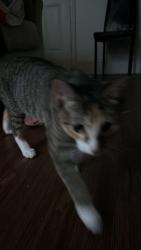 Found/Stray Male Cat last seen Quail, Columbia, MO 65202