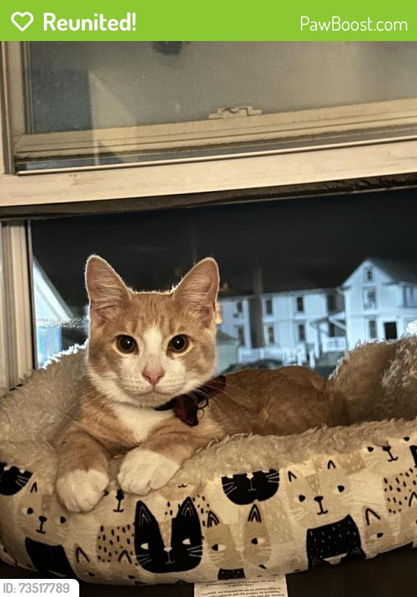 Reunited Male Cat last seen By Corl family eye doctor, Campbelltown, PA 17078