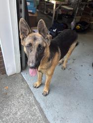 Found/Stray Male Dog last seen Platt Springs and Winchester, West Columbia, SC 29170