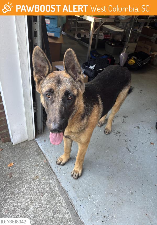 Found/Stray Male Dog last seen Platt Springs and Winchester, West Columbia, SC 29170