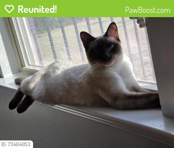 Reunited Female Cat last seen US 401 south and Judd parkway, Fuquay-Varina, NC 27526
