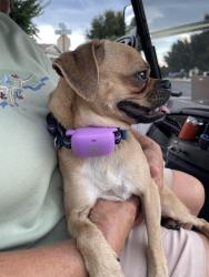 Reunited Male Dog last seen Sw14th Avenue rd, Ocala, FL 34473