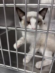 Shelter Stray Male Cat last seen Near BLOCK SUGAR MAPLE ST, BAKERSFIELD CA 93314, 3951 Fruitvale Ave, Bakersfield, CA 93308, USA