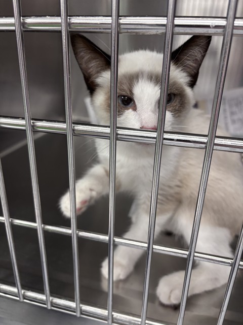 Shelter Stray Male Cat last seen Near BLOCK SUGAR MAPLE ST, BAKERSFIELD CA 93314, 3951 Fruitvale Ave, Bakersfield, CA 93308, USA