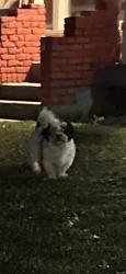 Shelter Stray Male Dog last seen Near, 5001 E Raymond St, Indianapolis, IN 46203, USA